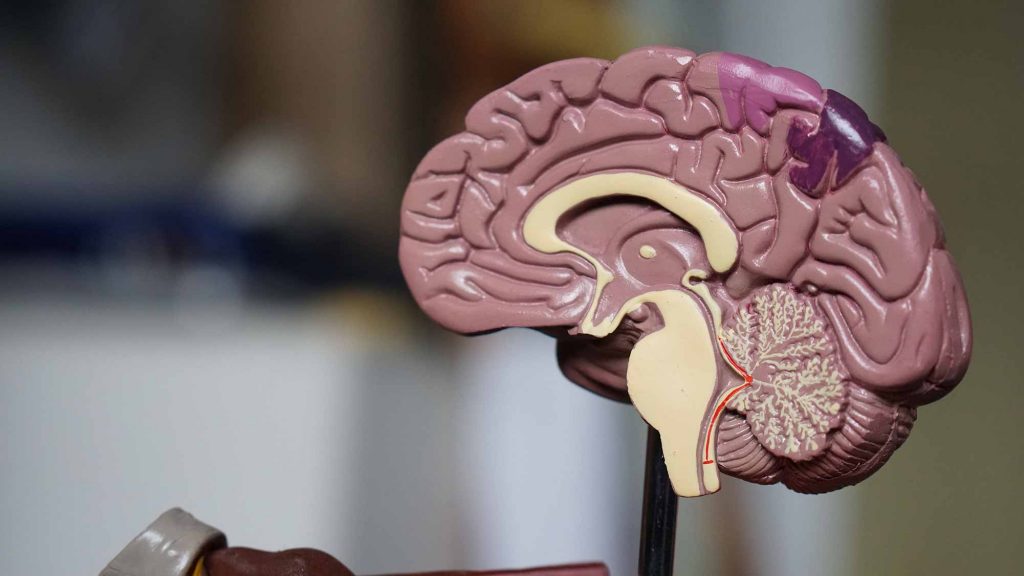 Representación de un cerebro