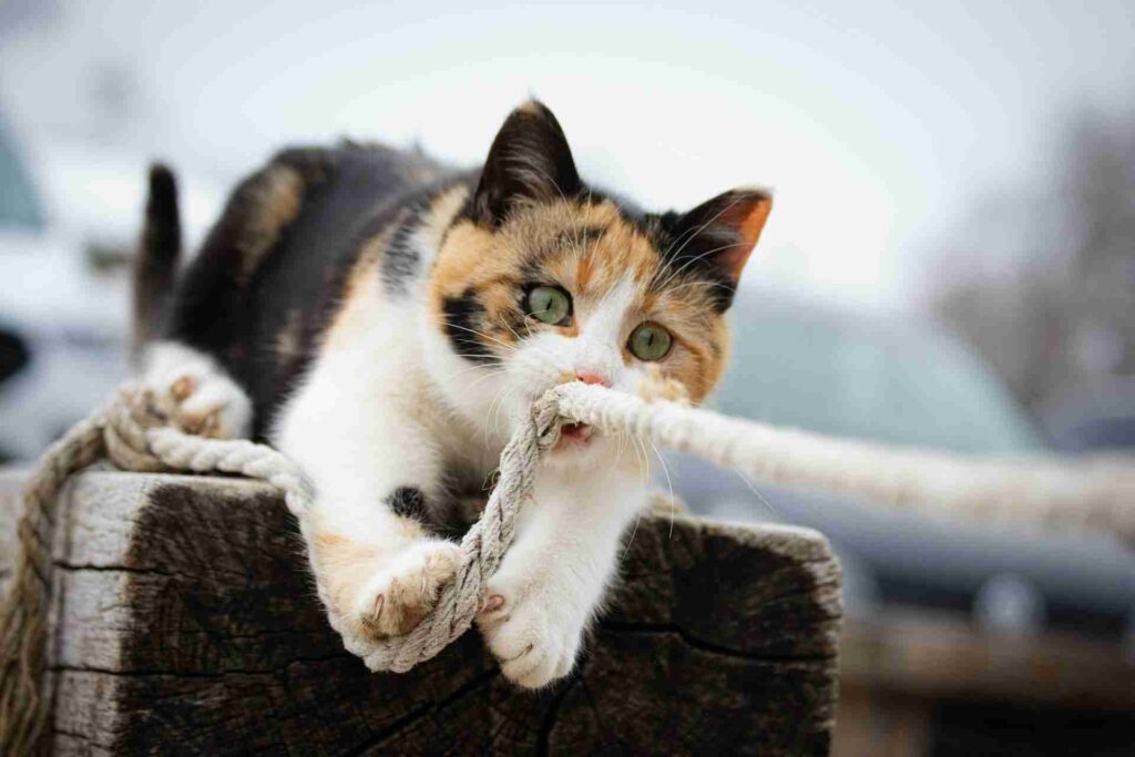 gatos autismo